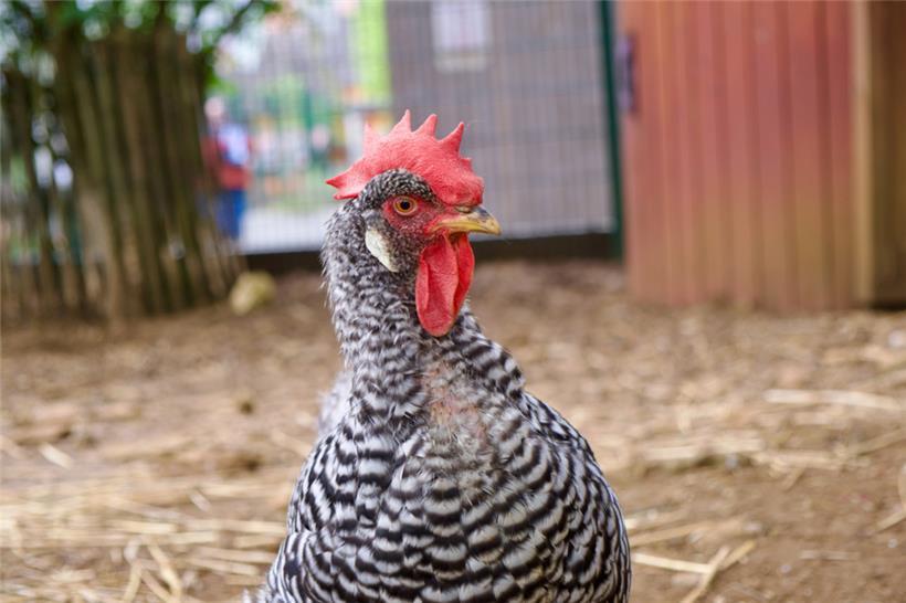 Ein Huhn allein zu halten, ist keine Option