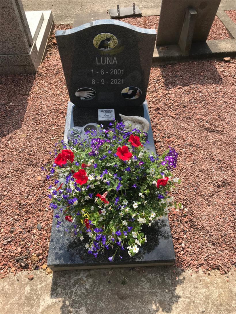 Ein Katzengrab im „„Le Paradis des Animaux“ in Lüttich
