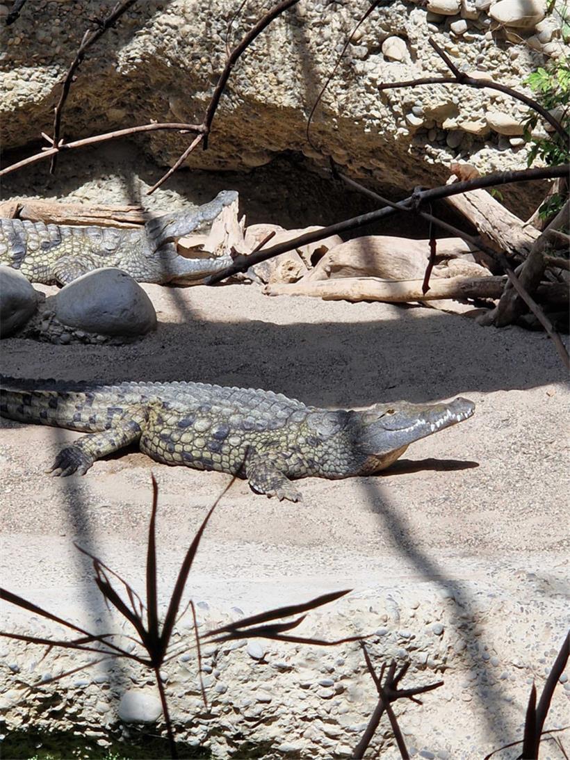 Ein Krokodil genießt sein Sonnenbad im Baseler Zoo
