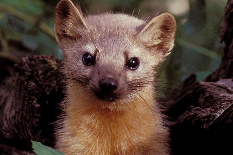 Ein Marder in freier Wildbahn. 
