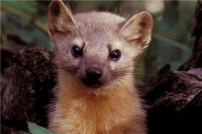 Ein Marder in freier Wildbahn. 
