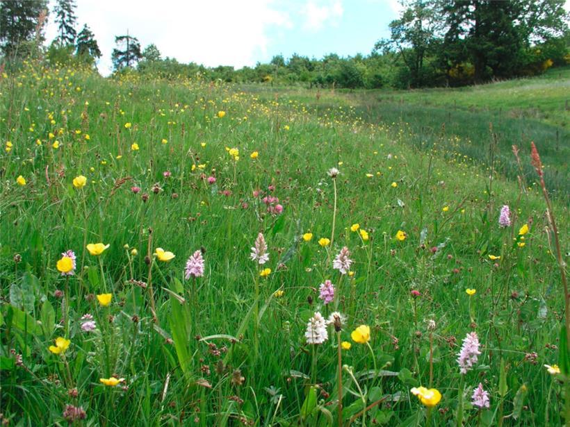 Ein Naturschauspiel im Frühling: ein Orchideenfeld in voller Blüte
