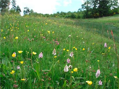 Ein Naturschauspiel im Frühling: ein Orchideenfeld in voller Blüte
