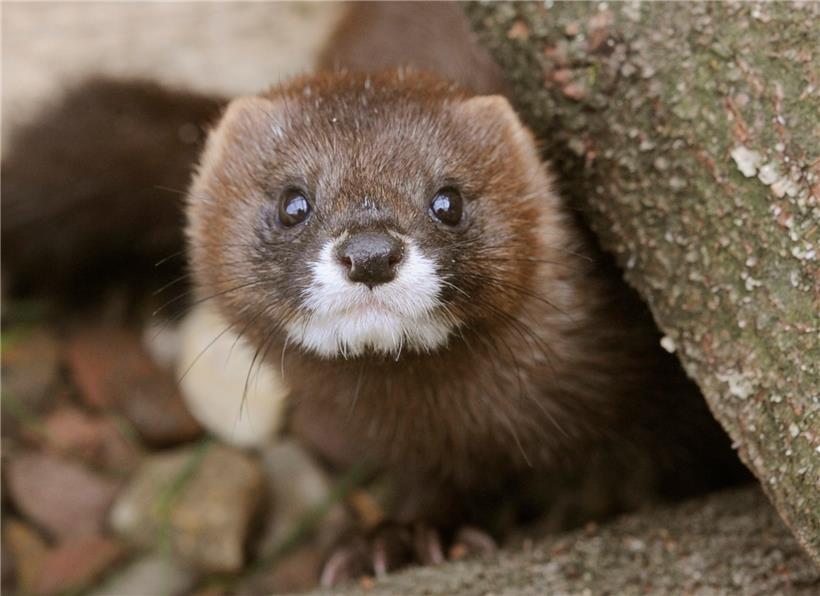 Ein Nerz blickt aus einem Versteck in dem rund 40 Quadratmeter großen Zuchtgehege in der Wildtier- und Artenschutzstation Sachsenhagen. Bei mehreren Nerzen auf Pelztierfarmen in den Niederlanden ist das neue Coronavirus festgestellt worden. 
