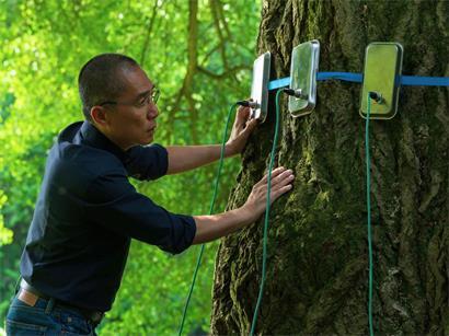 Ein Neurowissenschaftler (Tony Leung Chiu-wai) untersucht am alten Ginkgobaum die elektrischen Aktivitäten von Pflanzen