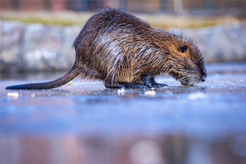 Ein Nutria sucht nach Futter
