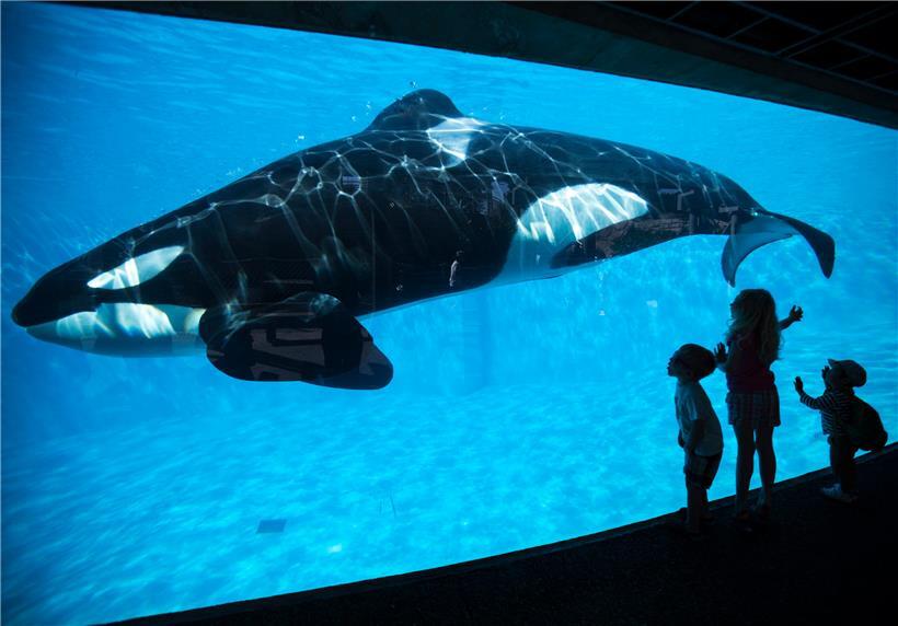 Ein Orca in einem Aquarium in San Diego/USA

