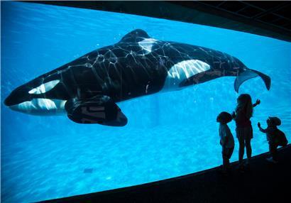Ein Orca in einem Aquarium in San Diego/USA
