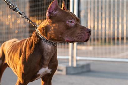 Ein Pitbull ist in Memphis im Bundesstaat Tennessee mit seiner Pfote im Abzug-Schutz einer Schusswaffe hängen geblieben und hat so seinen Besitzer angeschossen
