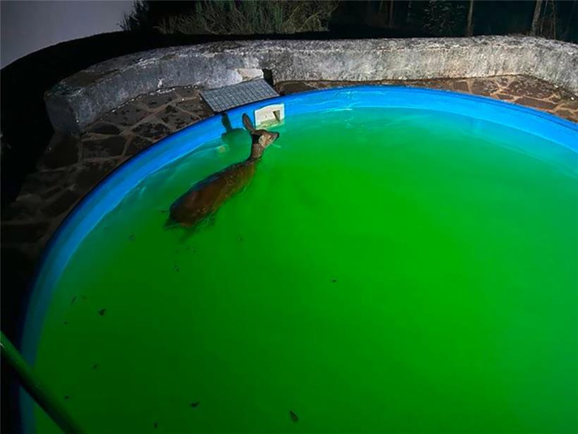 Ein Reh dreht in einem Pool in Rheinland-Pfalz seine Runde
