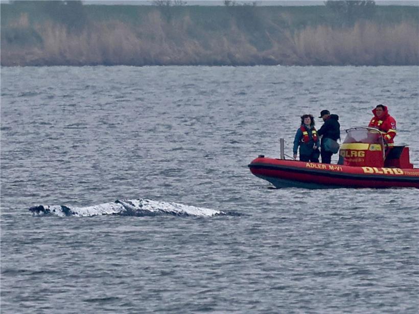 Schlauchboot mit Helfern neben gestrandeten Wal mit abgedecktem Rücken vor Ostseeinsel Poel im Rettungseinsatz