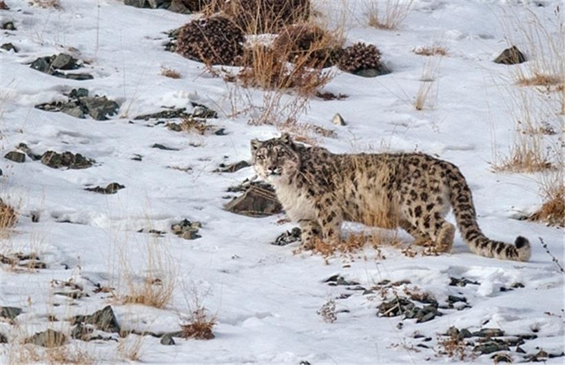 Ein Schneeleopard im Altai-Gebirge in der Mongolei
