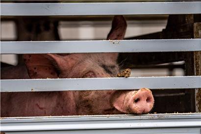Ein Schwein schaut aus dem Transporter, der auf das Betriebsgelände der Firma Tönnies fährt. Die Schließung des Tönnies-Betriebes hatte auch Konsequenzen für die Bauern in Luxemburg.
