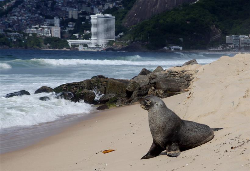 Ein Seebär am Strand von Ipanema: Es ist durchaus ungewöhnlich, dass Seebären zu dieser Jahreszeit bei den hohen Temperaturen hier auftauchen

