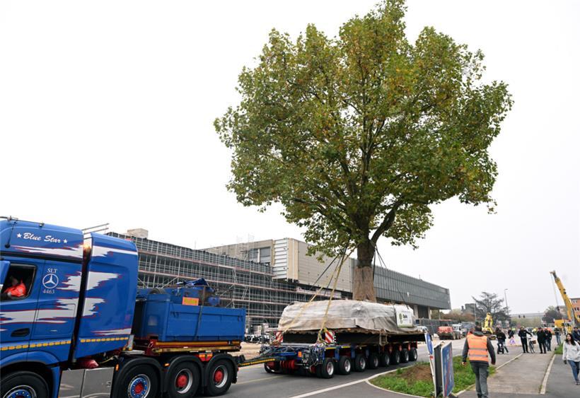 Ein Spezialtransporter brachte die Platane zu ihrem neuen Standort
