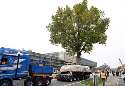 Ein Spezialtransporter brachte die Platane zu ihrem neuen Standort

