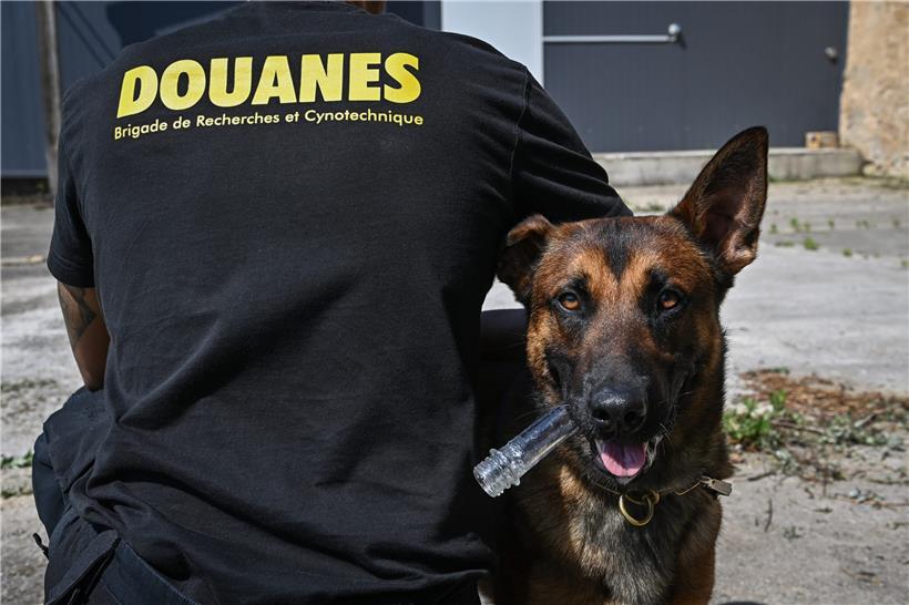 Ein Spürhund hat sein Spielzeug im Maul
