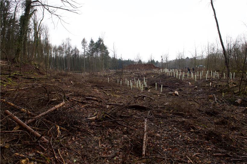 Ein Stück Wald bei Differdingen. Die Bäume mussten entfernt werden. Hier soll ein neuer, „klimafitter“ Wald entstehen.
