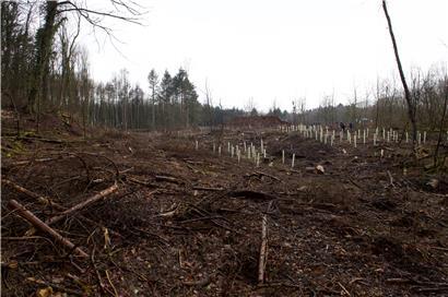 Ein Stück Wald bei Differdingen. Die Bäume mussten entfernt werden. Hier soll ein neuer, „klimafitter“ Wald entstehen.
