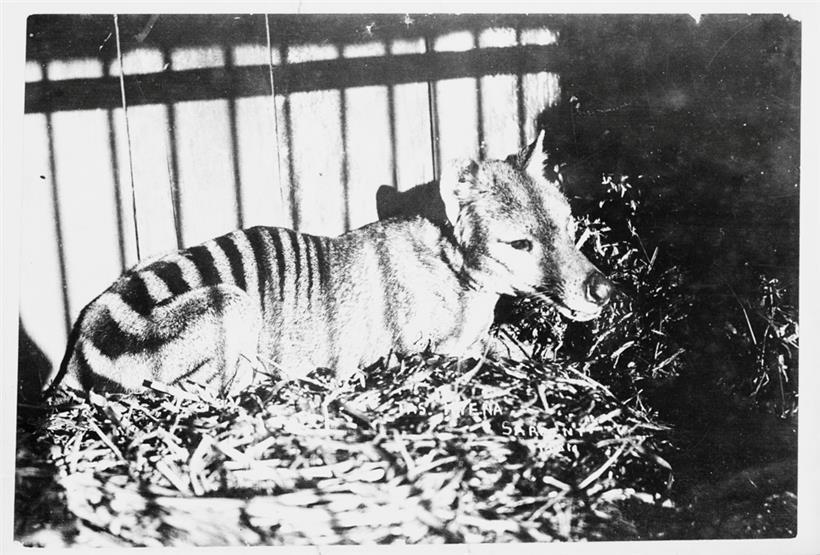 Ein Tasmanischer Tiger in Gefangenschaft (Foto aus dem Jahr 1930)
