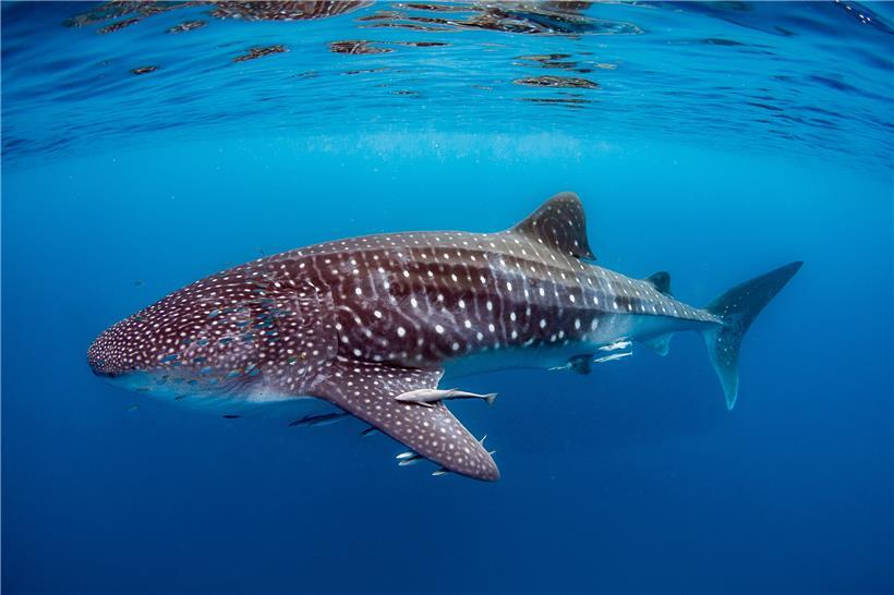 Ein Walhai am Ningaloo Reef bei Australien
