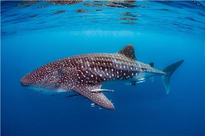 Ein Walhai am Ningaloo Reef bei Australien
