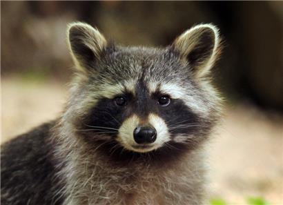 Ein Waschbär sorgte in Niederfischbach für Aufregung
