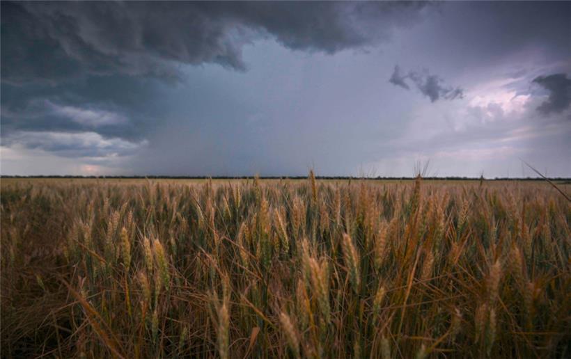 Ein Weizenfeld in der Nähe von Melitopol: Ohne ukrainisches Getreide hungert die Welt
