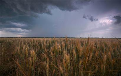 Ein Weizenfeld in der Nähe von Melitopol: Ohne ukrainisches Getreide hungert die Welt
