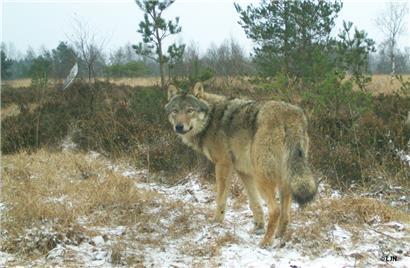 Ein Wolf der mitteleuropäischen Flachlandpopulation
