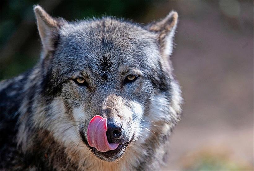 Ein Wolf hat laut der Natur- und Forstverwaltung nahe der luxemburgischen Grenze ein Nutztier gerissen
