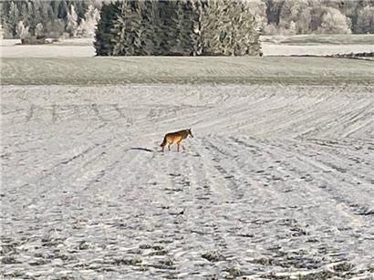 Ein Wolf holt sich bei Wintger weiße Pfoten
