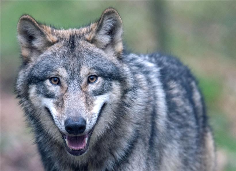 Ein Wolf im Tierpark „Alte Fasanerie“ in Hessen

