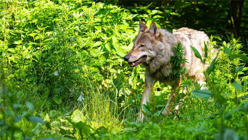 Ein Wolf läuft im Wildpark Lüneburger Heide durch sein Gehege
