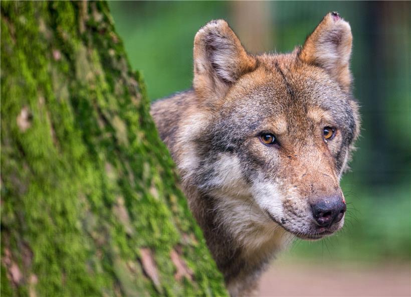 Ein Wolf schaut in einem Wildpark hinter einem Baum hervor. 
