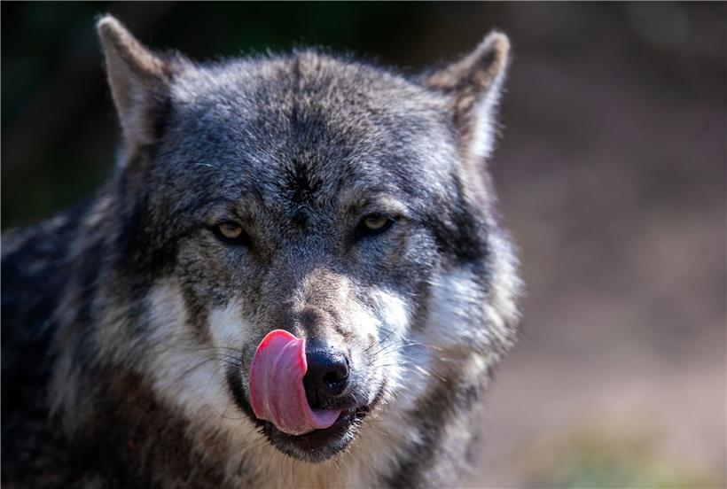 Ein Wolf steht in seinem Gehege im für Gäste gesperrten Zoo. 
