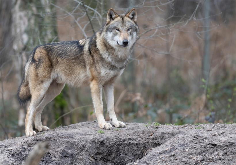 Ein Wolf steht in seinem Gehege in einem Tierpark
