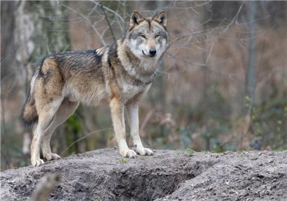 Ein Wolf steht in seinem Gehege in einem Tierpark
