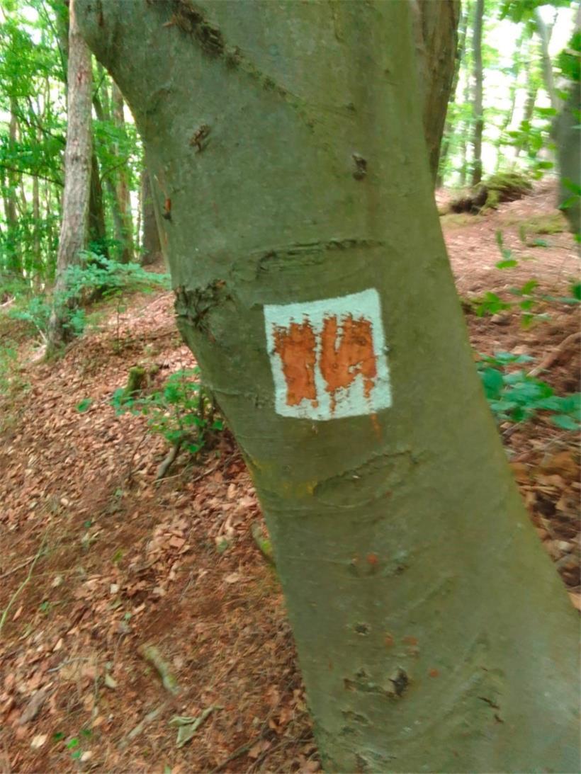 Ein beschädigter Baum zwischen Düdelingen und Rümelingen im vergangenen Jahr
