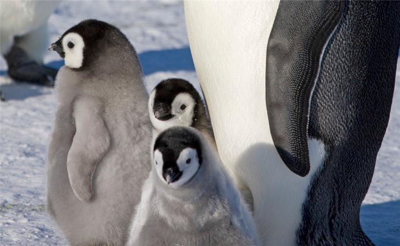 Ein erwachsener Kaiserpinguin und Küken auf dem Meereis in der Halley-Bucht: Kaiserpinguine leiden einer Analyse zufolge massiv unter dem Verschwinden von Meereis in der Antarktis
