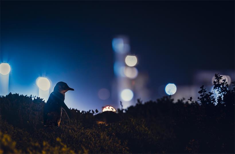 Ein erwachsener Zwergpinguin kommt in die Brutkolonie nahe der Stadt Burnie, Tasmanien, zurück