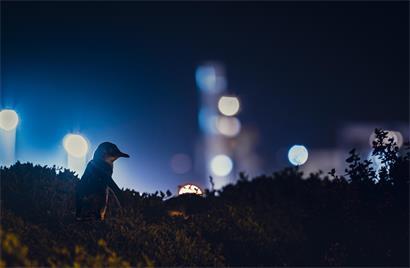 Ein erwachsener Zwergpinguin kommt in die Brutkolonie nahe der Stadt Burnie, Tasmanien, zurück