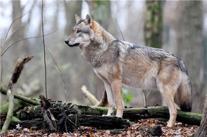 Ein europäischer Grauwolf steht in einem der weitläufigen Gehege eines Wolfscenters in Deutschland 
