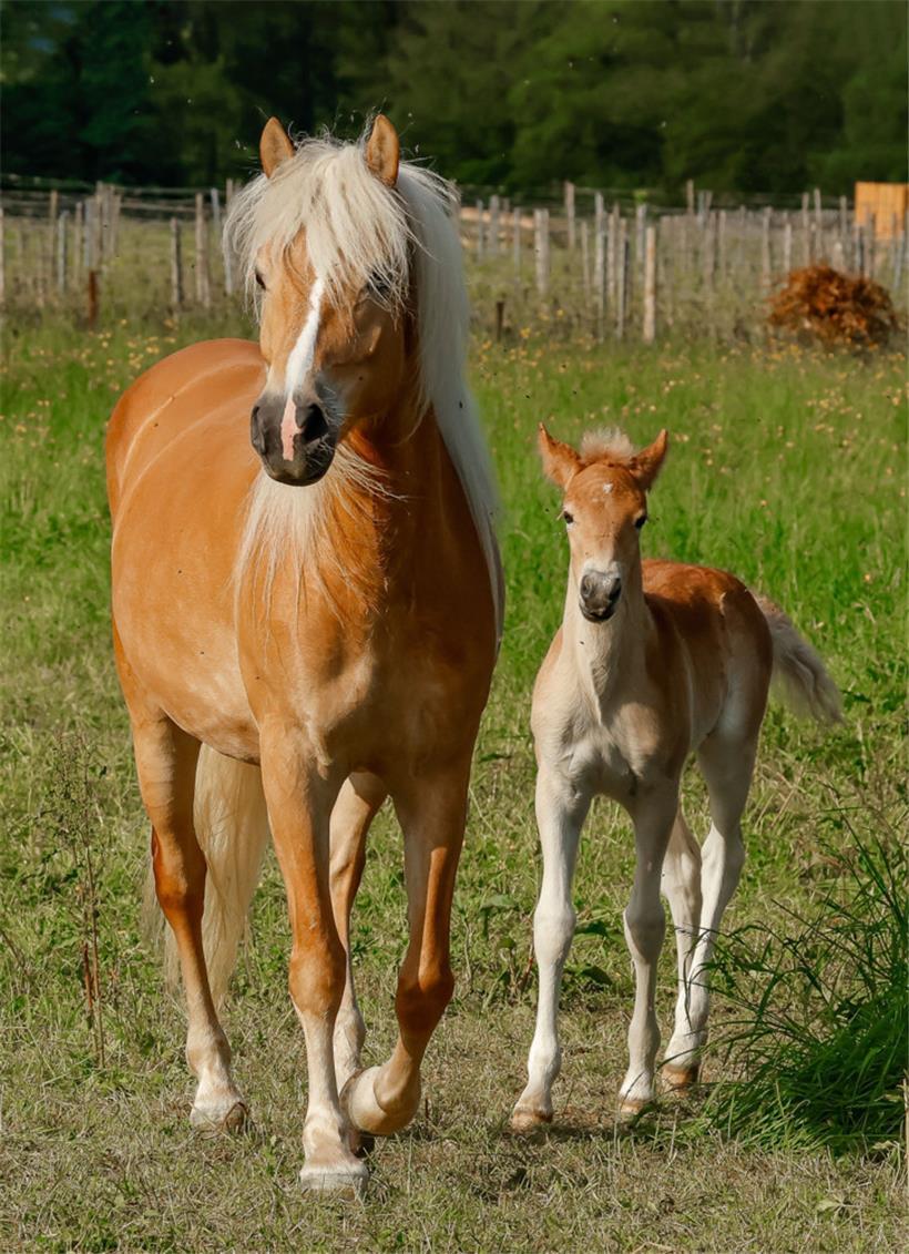 Ein freudiges Vorkommnis gab es letztes Jahr auf dem Hof, als die Haflingerstute Schyla ihr Fohlen Syrah zur Welt brachte
