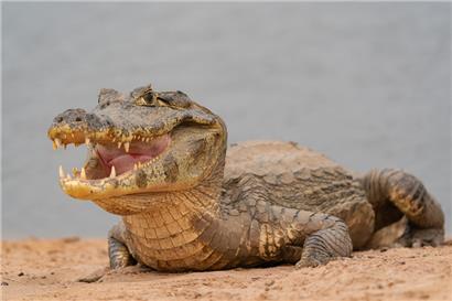 Ein geöffnetes Maul bedeutet keine Drohung
