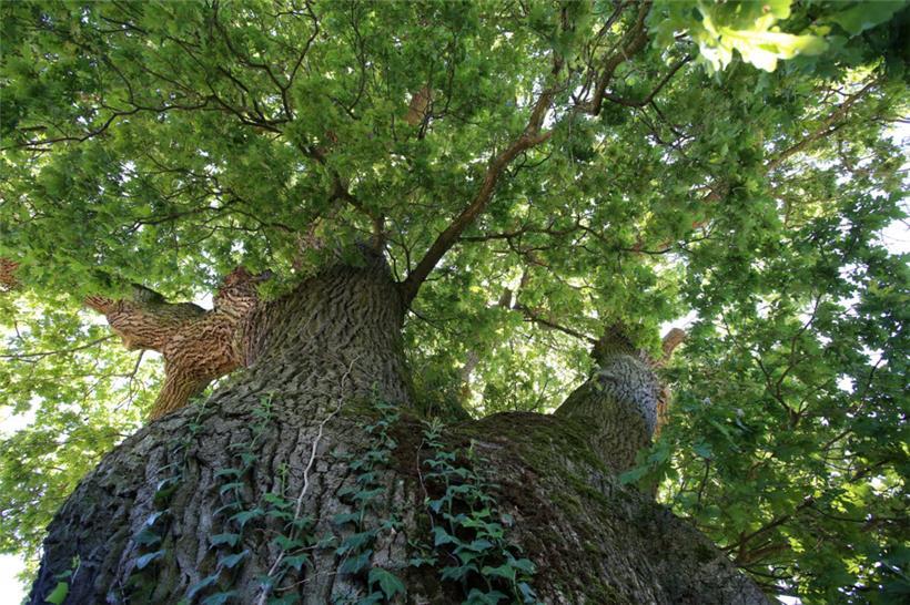 Ein großer Baum am „Bicherhaff“: Ob er auf der Liste steht?
