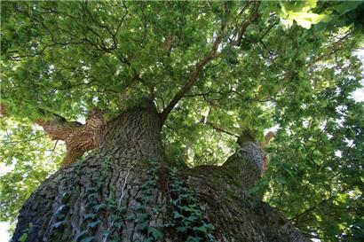 Ein großer Baum am „Bicherhaff“: Ob er auf der Liste steht?
