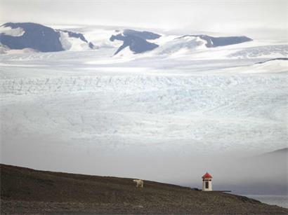 Ein hungriger Eisbär sucht auf Spitzbergen am Ufer nach Beute