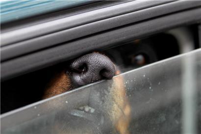 Ein im Auto eingesperrter Hund
