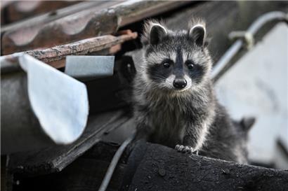 Ein junger Waschbär schaut von einem Dach herunter

